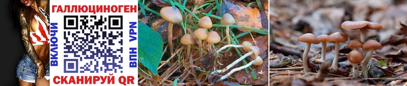 Псилоцибиновые грибы MAGIC MUSHROOMS  Купить  Абаза 